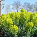 Euphorbia characias ssp.wulfeni fleur